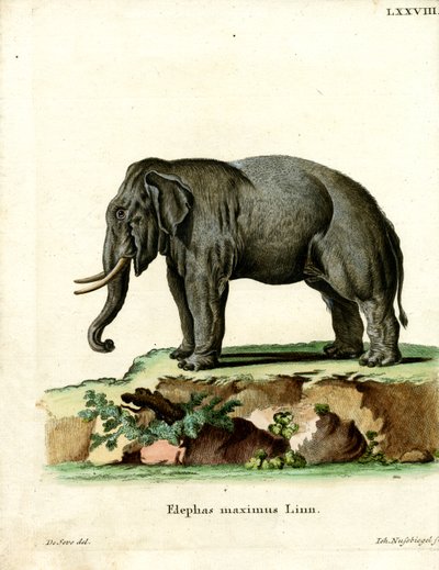 Asiatic Elephant by German School