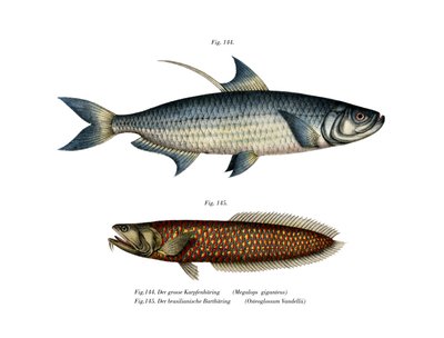 Atlantic Tarpon by German School
