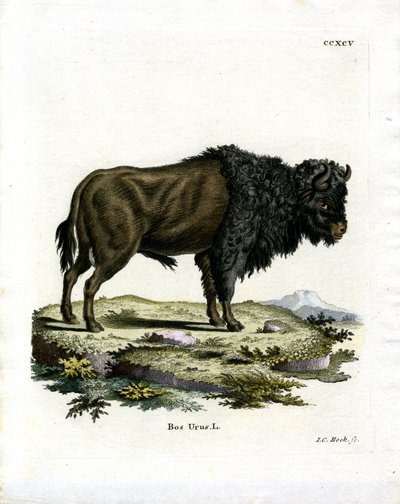 Aurochs by German School