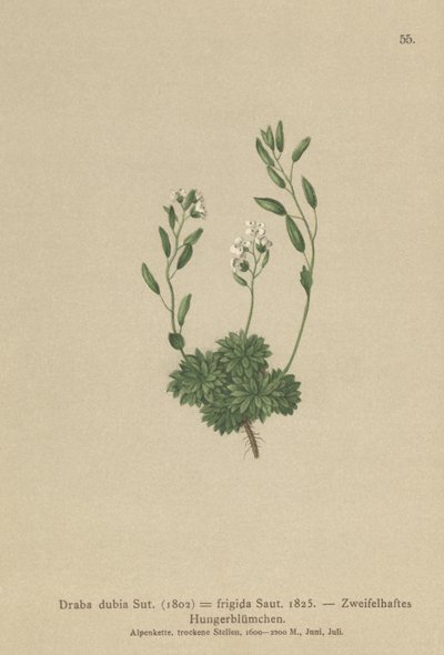 Austrian Whitlow-grass by German School