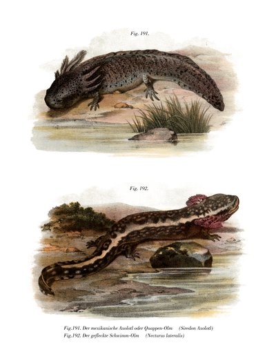 Axolotl by German School
