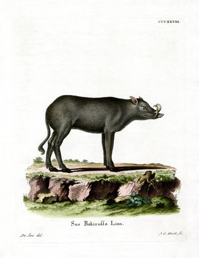 Babirusa by German School