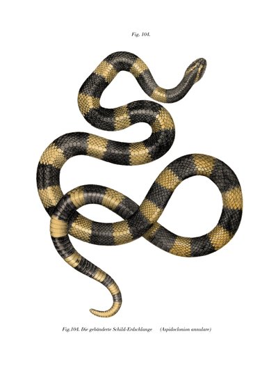 Banded Krait by German School