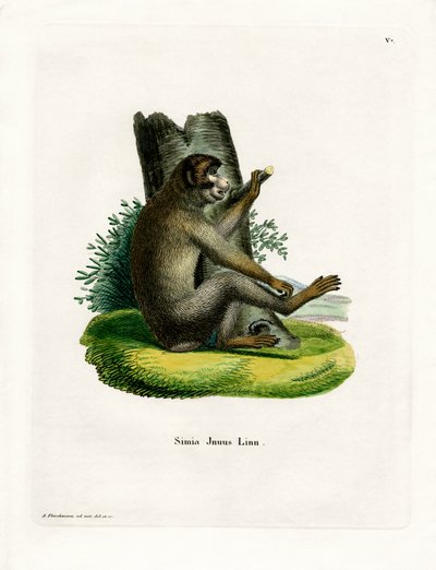 Barbary Ape by German School