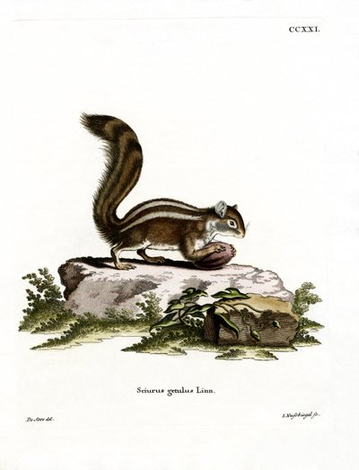 Barbary Ground Squirrel by German School