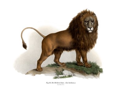 Barbary Lion by German School