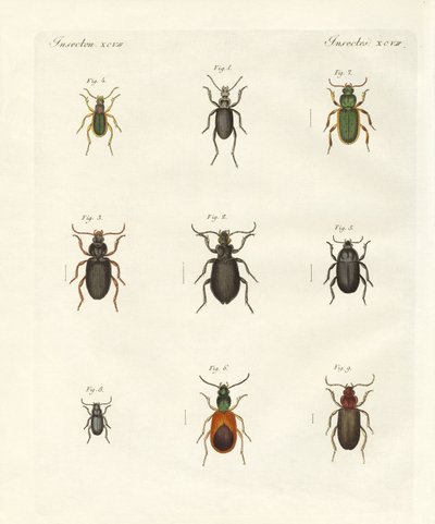 Beautiful German Beetles by German School