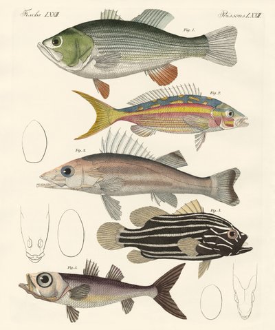 Beautiful Fish by German School