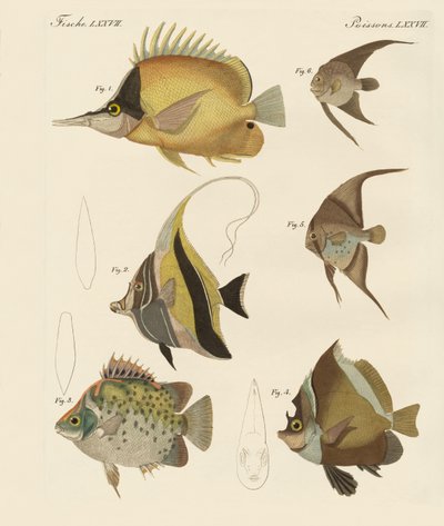 Beautiful Fish by German School
