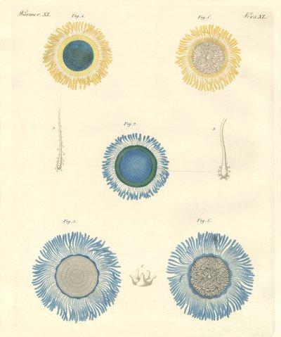 Beautiful Medusas by German School