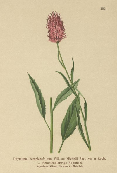 Betony-leaved Rampion by German School