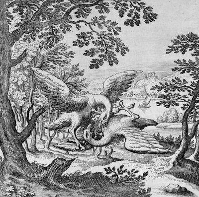 Birds Fighting from Musaeum Hermeticum by German School