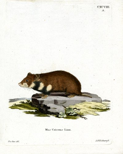 Black-bellied Hamster by German School