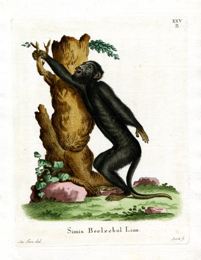 Black Howler by German School