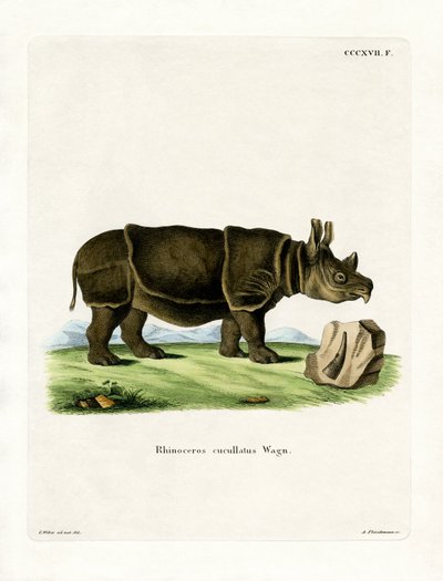 Black Rhinoceros by German School