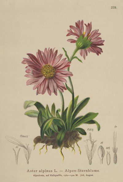 Blue Alpine Daisy by German School