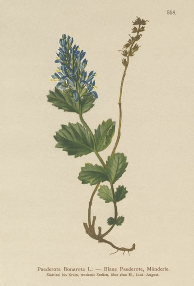 Bluish Paederota by German School