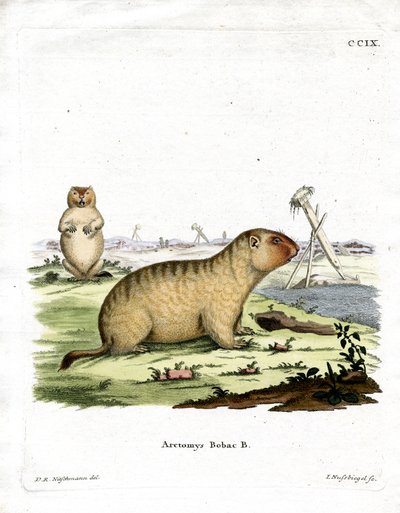 Bobac Marmot by German School