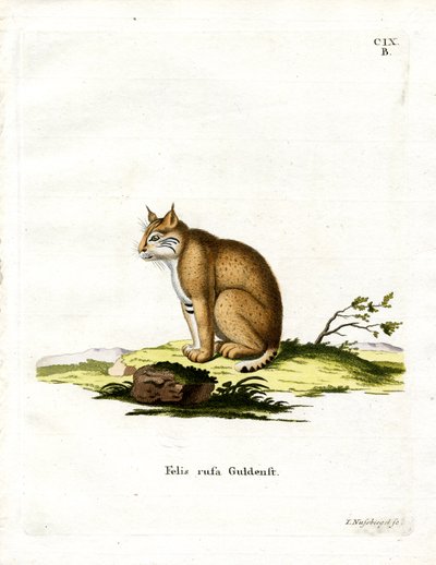 Bobcat by German School