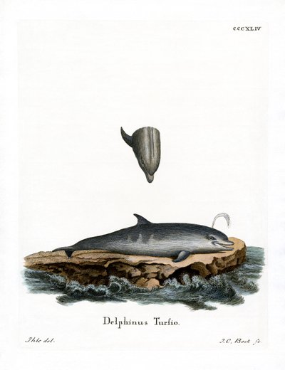 Bottle-nosed Dolphin by German School