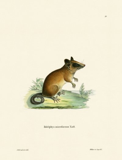 Brazilian Gracile Mouse Opossum by German School