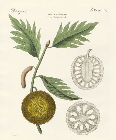 Breadfruit by German School