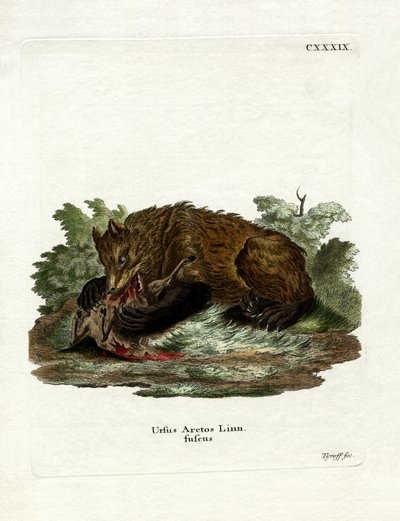 Brown Bear by German School