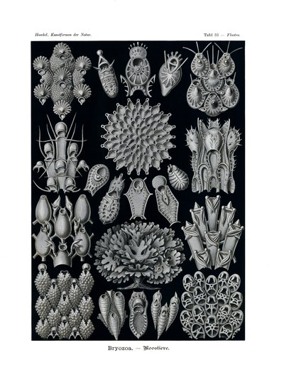 Bryozoa by German School