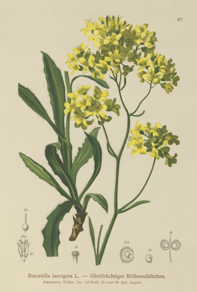 Buckler Mustard by German School