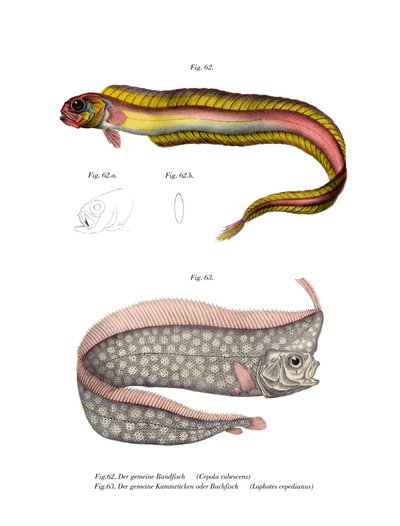 Burrowing Red Bandfish by German School
