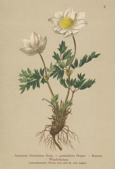 Bursers Anemone (Anemone Burseriana, Anemone grandiflora) by German School