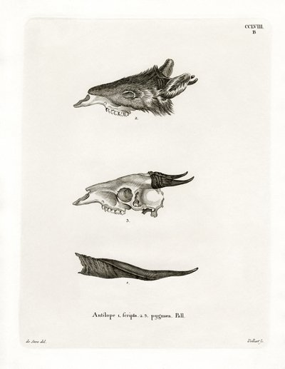 Bushbuck Horns by German School