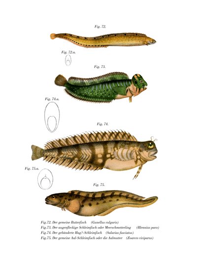 Butterfish by German School