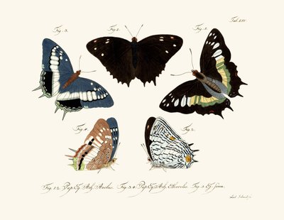 Butterflies by German School