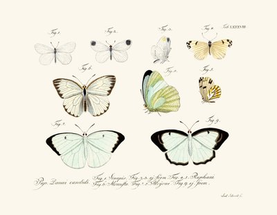 Butterflies by German School