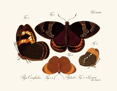 Butterflies by German School