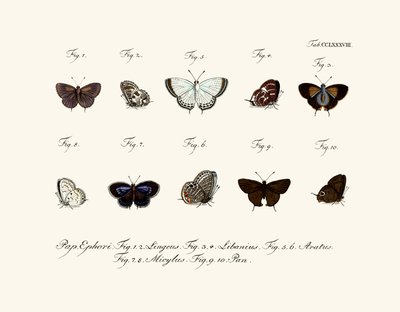 Butterflies by German School