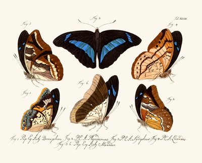 Butterflies by German School