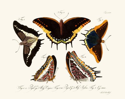 Butterflies by German School