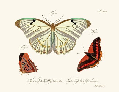 Butterflies by German School