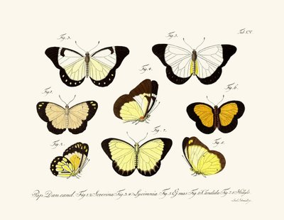 Butterflies by German School