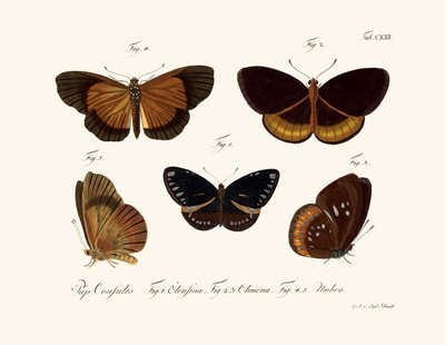Butterflies by German School