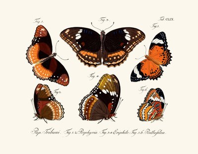 Butterflies by German School