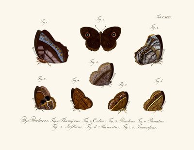Butterflies by German School