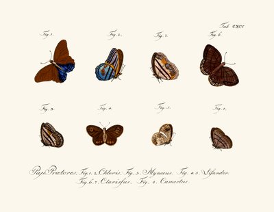 Butterflies by German School