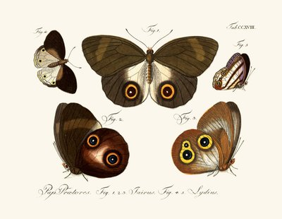 Butterflies by German School