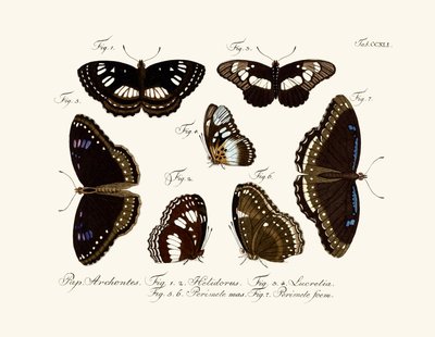 Butterflies by German School