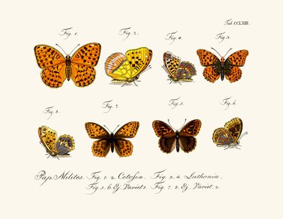 Butterflies by German School
