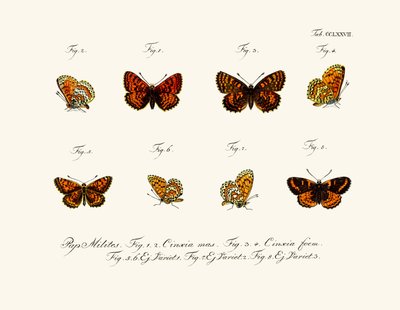 Butterflies by German School
