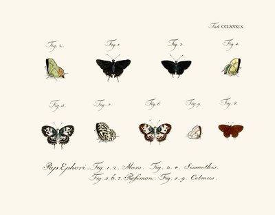 Butterflies by German School